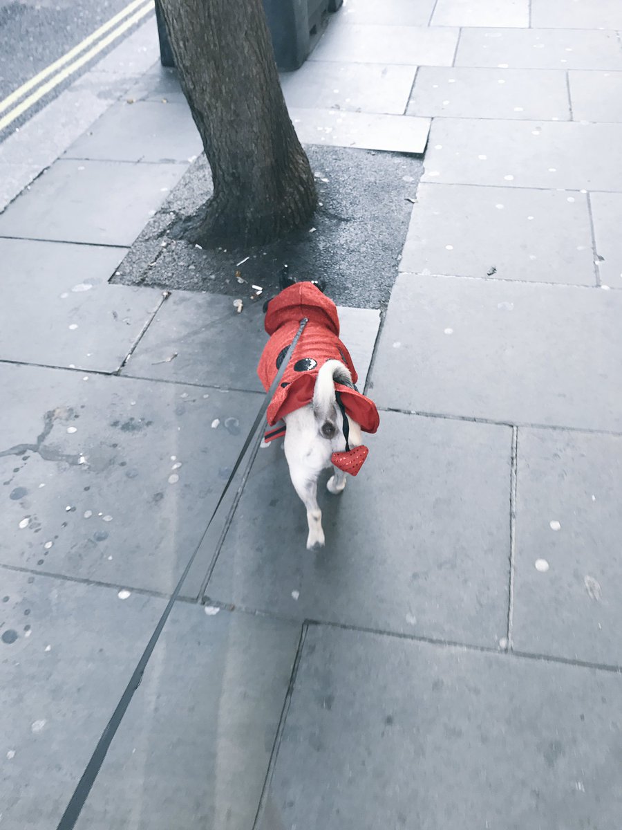 verucasalt_vs's tweet photo. Prowling the streets of #CoventGarden #London #DevilPug #Pug #Halloweenpug #pugsincostume π»ππΎπ»ππΎ https://t.co/LqDCLboHFn