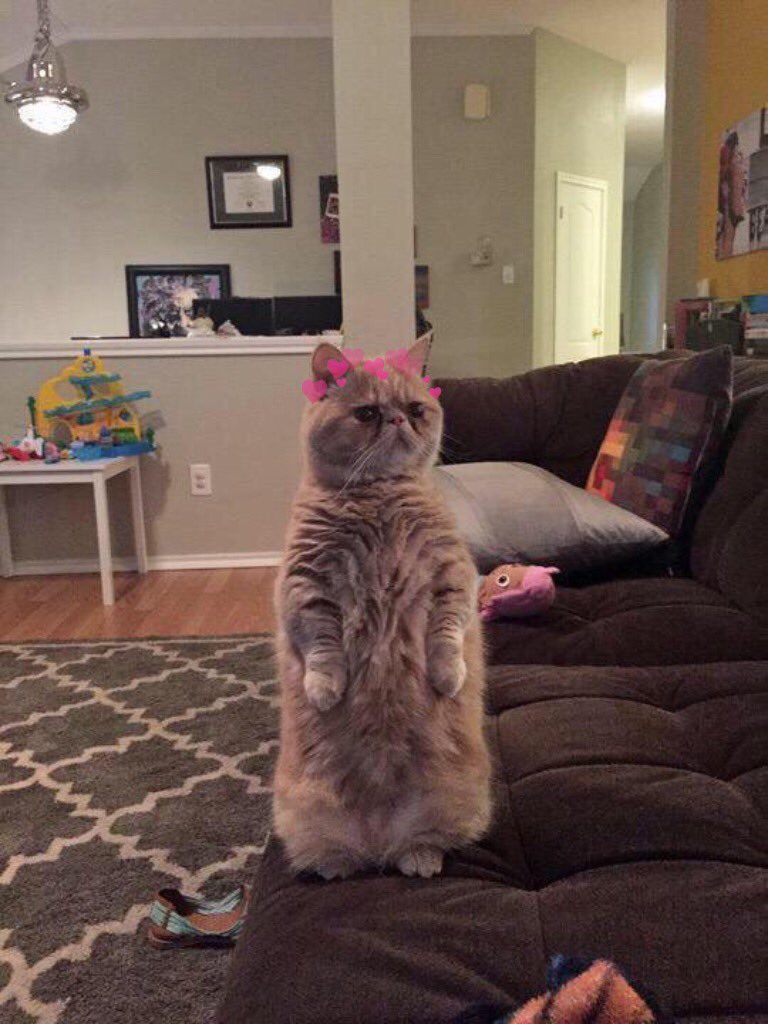 catswithearts's tweet photo. when u enter a room and forget what you came in for https://t.co/kjbse5io4d