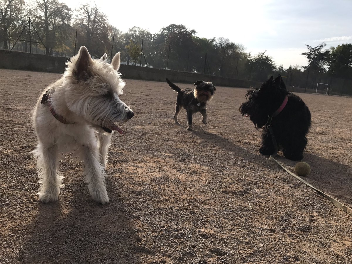 urDog ltd tweet media