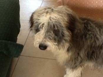 DogLostUK's tweet photo. #Lost Bearded Collie Male
#Greenisland #Carrickfergus #CountyAntrim #NorthernIreland #BT38 https://t.co/SYqDBuXuo8 … https://t.co/hliag88qTZ
