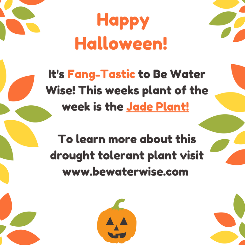 RowlandWater's tweet photo. It's Fang-Tastic to Be Water Wise! This weeks plant of the week is the Jade Plant! https://t.co/96jFHaIpUW @bewaterwiseh2o #RWDConserves https://t.co/LUnPjAlTgR