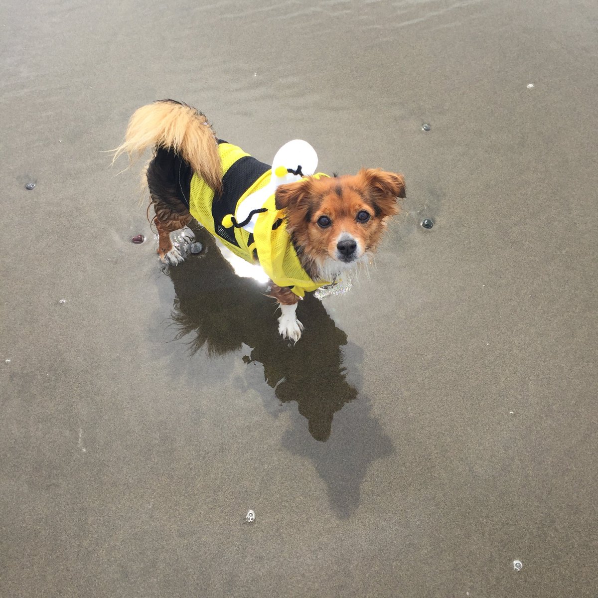 Happy Halloween from our favorite Halloweenie! 👻  🐾  🎃  #officepup