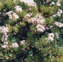 RowlandWater's tweet photo. It's Fang-Tastic to Be Water Wise! This weeks plant of the week is the Jade Plant! https://t.co/96jFHaIpUW @bewaterwiseh2o #RWDConserves https://t.co/LUnPjAlTgR