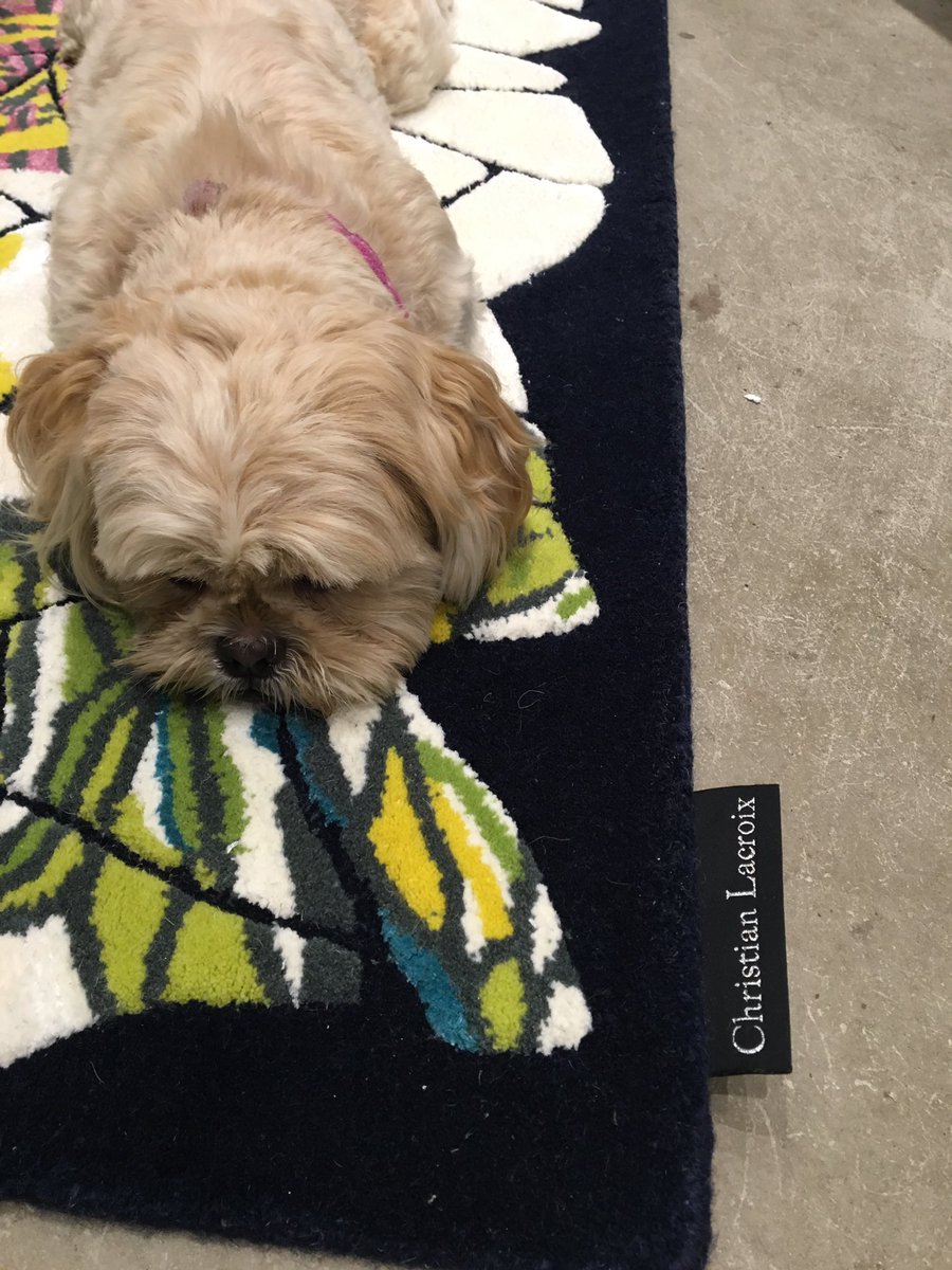 ElNiInteriors's tweet photo. @Enjoy_Harrogate Lotti says hi to Rosie 🐶🐾🐶🐾 https://t.co/xAfRanGSoh