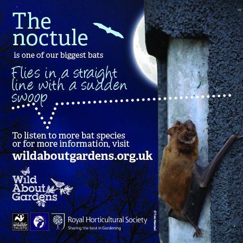 bluebellCG's tweet photo. Its #wildaboutgardens week AND its #halloween eve - guess that must mean there are bats about!! https://t.co/4BLe0hrNkN