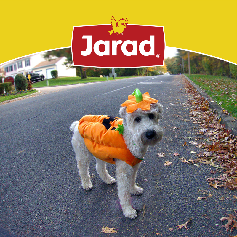 SemillasJARAD's tweet photo. Os espera un #Halloween de ¿miedo? 
Con vuestras #mascotas, seguro que acompañará la diversión. 
¡¡Que disfrutéis!!
https://t.co/AiWPGa3ufv https://t.co/tlODMMSIql