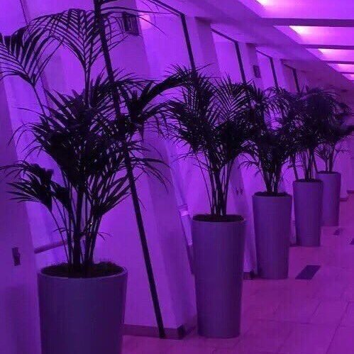 Qwaloquacious's tweet image. I love the colour purple.......aww! #Visioninmotion