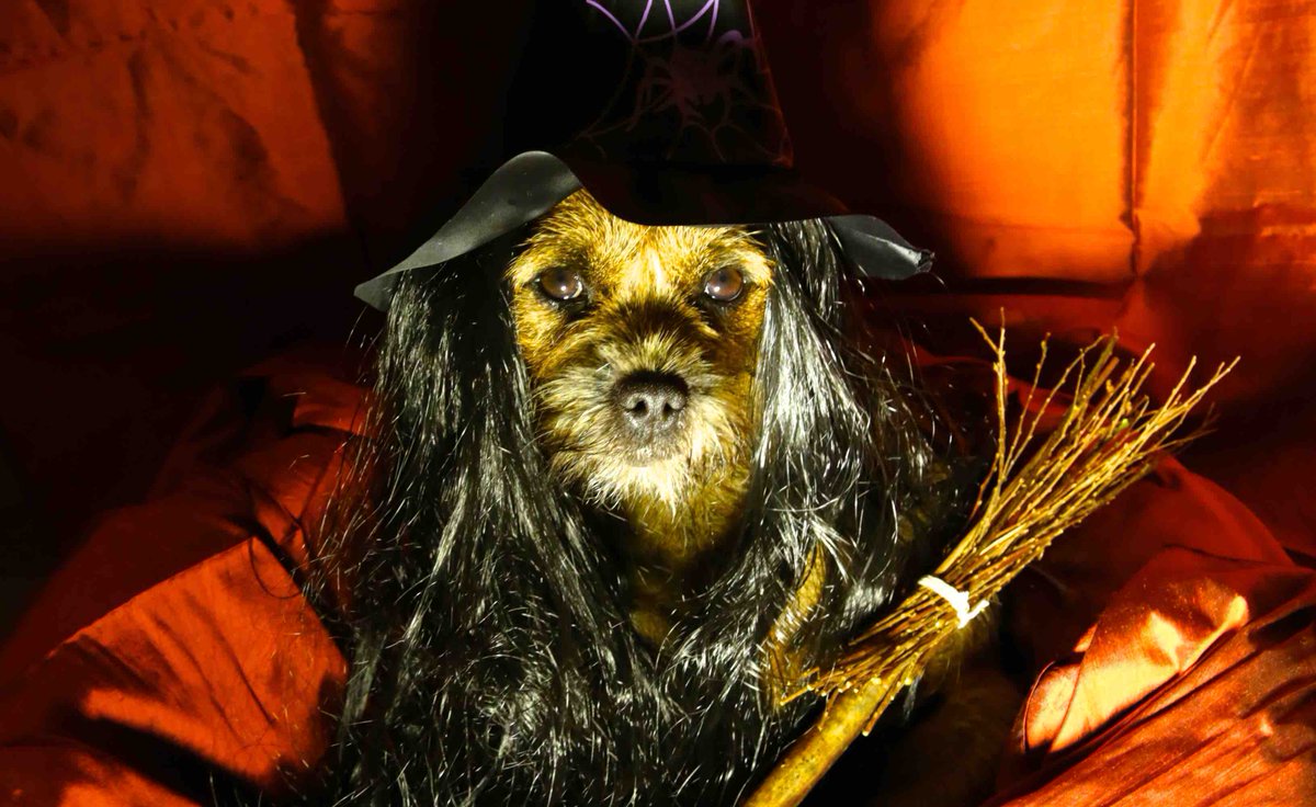 Cal me “Maggie Mooooooooooooooo”           #BtPosse #halloween #dogsdressedup