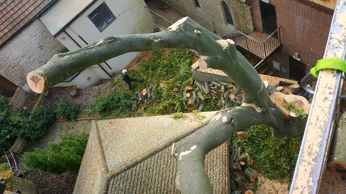 Absolute Arb Care (@absolutearbcare) on Twitter photo 