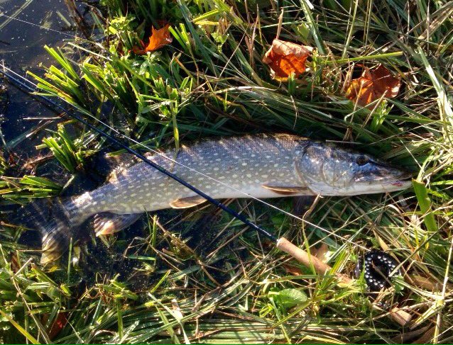 grahamwaterton's tweet image. Nice 10 pounder to start my pike season. #flyfishing #pikeonfly