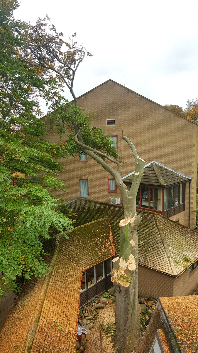 Absolute Arb Care (@absolutearbcare) on Twitter photo 