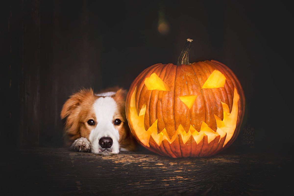 CuteGrapefruit's tweet photo. Hoping for a scary #HappyHalloween #jackolantern #dog #pumpkin #bordercollie #beagles #felizhalloween #HalloweenTODAY #EllenDeGeneres https://t.co/3RzMVkhUEK