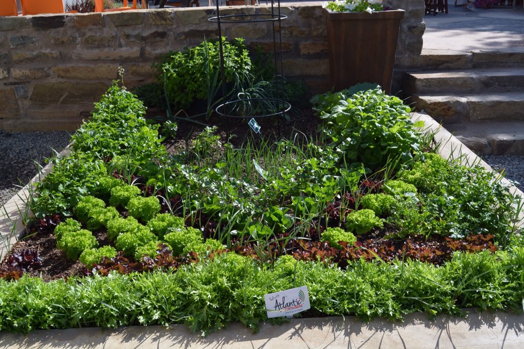 Fantastic to have Cathy Knox and Franchi Sementi Seeds @ The Orange Grove Market <a href="/SoughtAfterSeed/">SoughtAfterSeedlings</a> such a hit!