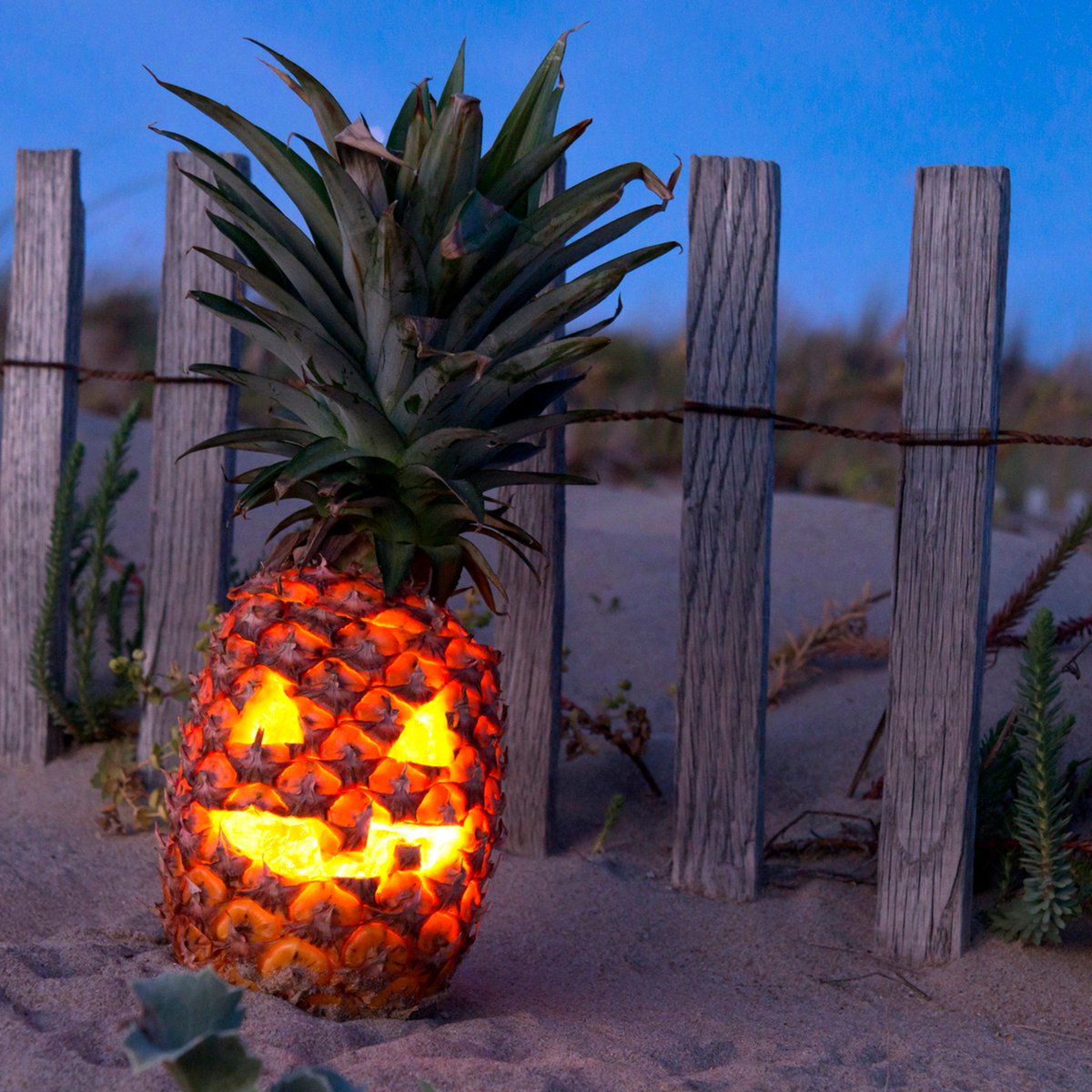 Cubavera's tweet photo. Wishing everyone a Safe and #HappyHalloween in paradise! #trickortreat #Boo #Pineapplelantern #Livethegoodlife #Candytime #Beachlife https://t.co/DBTDq0Y7F1