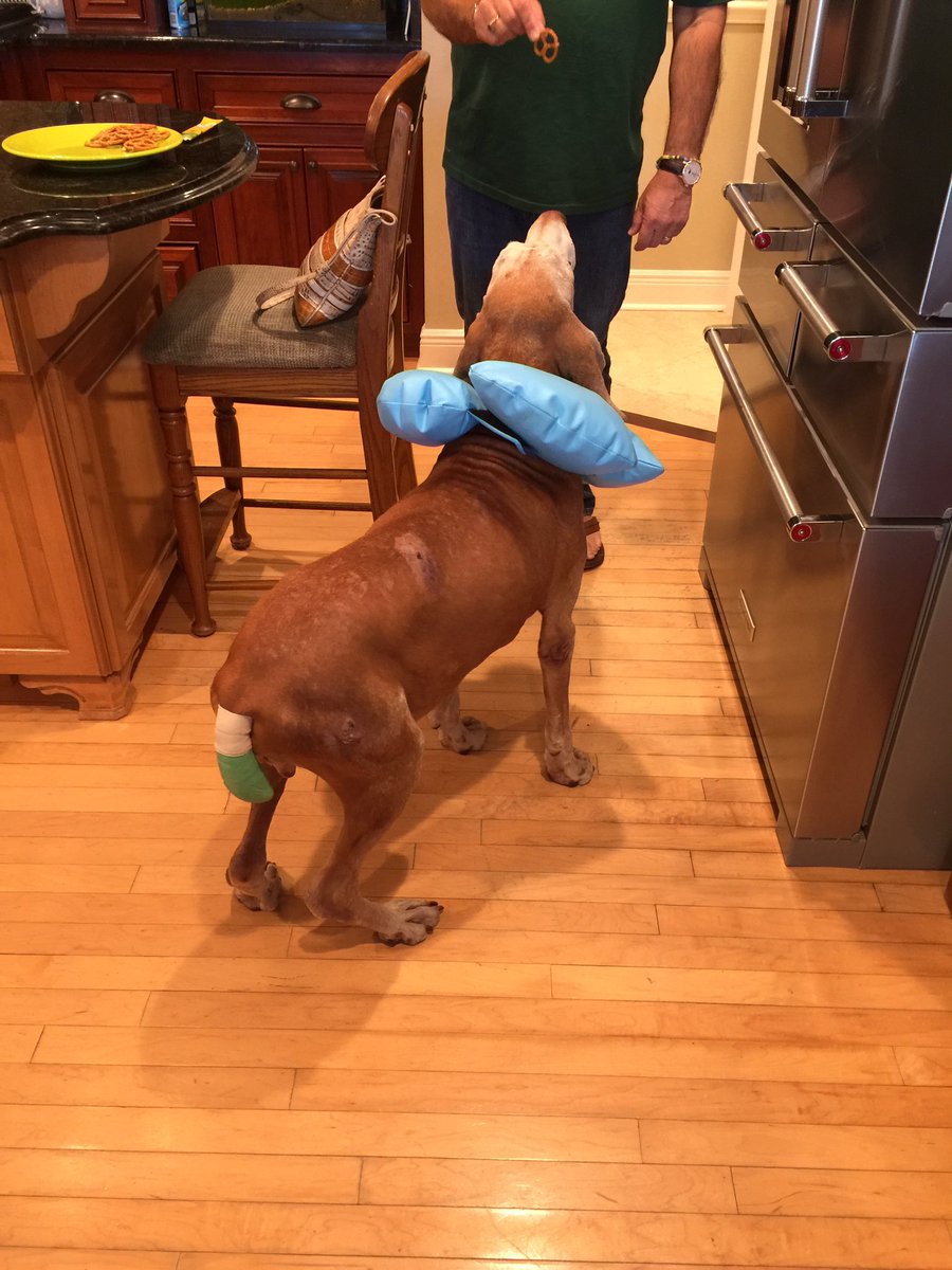 MikeYonker's tweet photo. Prayers up for Dante, poor pup had bladder surgery and his tail removed😔 https://t.co/ujpUgFOz5J