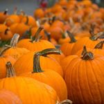 Happy #Halloween from <a href="/Cucurbit_Farm/">Cucurbit Farm Acton</a> in Acton. Still time 2 pick up a #pumpkin #CucurbitFarm 2day! #localfarm #ActonMA #ConcordMA #Metrowest