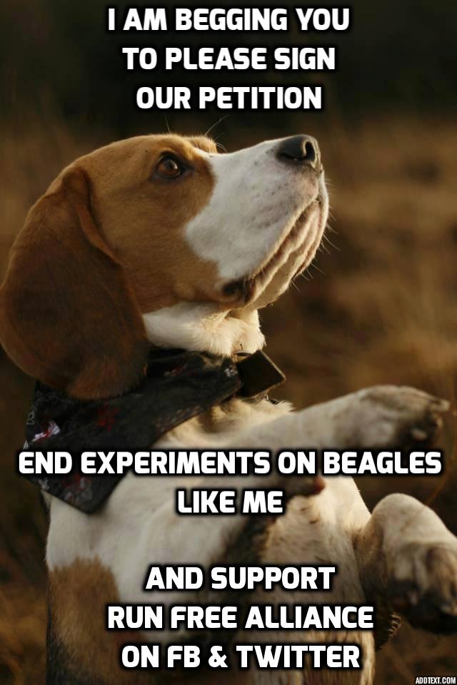 UKRunFree's tweet image. NO TrIcKs or TrEaTs 
Just a simple RT &apos;like&apos; or Follow
facebook.com/Runfreeallianc… …  
Petition goo.gl/Kl9vC 
End the horror #beagles