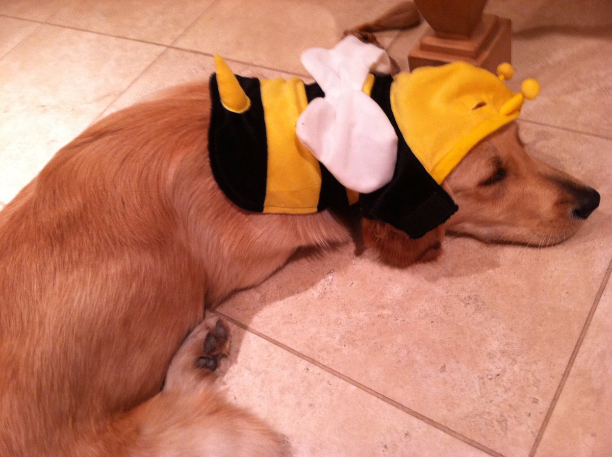 Say hello to Lily. She's pupset that her costume doesn't fit as well as last year. 12/10 poor puppo