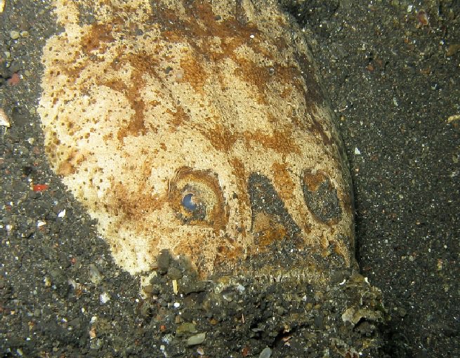 AnglersClub Magazine tweet media