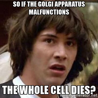 Go_For_Golgi's tweet photo. @staygolgponyboi @Og_gOlgi_ sadly the rest of the cell does not realize how important we are #numba1 #thebest https://t.co/l9vjPnVSmG