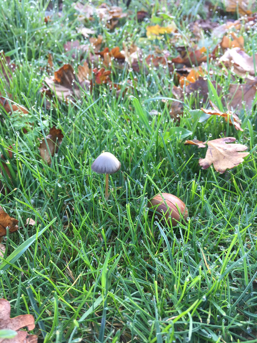 Herfstplaatjes van vandaag...