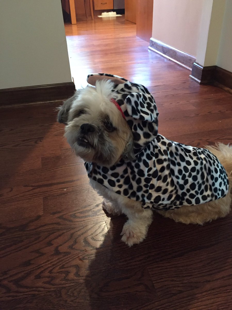 MizSnick's tweet photo. But mommy, I'm a #shihtzu , not a #dalmatian https://t.co/xZrLxyyvFo