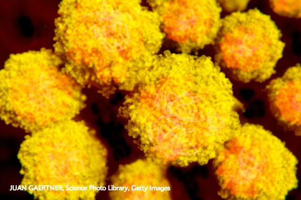 sciam's tweet photo. Zika may harm male reproduction, mouse study suggests https://t.co/dPlvk223oN https://t.co/B4mJXRzBAR