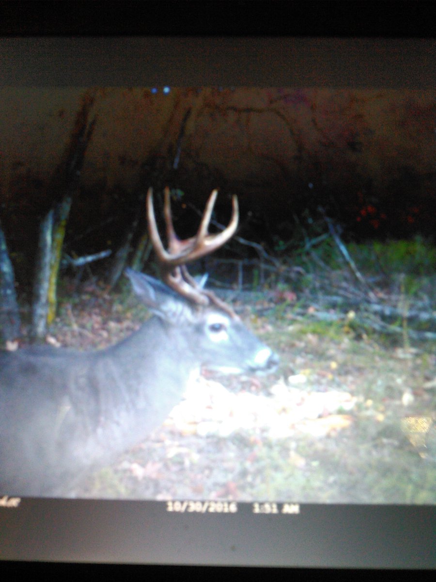 Chickenman444's tweet photo. @AverageHunter #trailcammonday time indicated is obviously wrong, it's actually bout 8:30 am. Once again, on a morning I slept in. #bowrange https://t.co/Y3AGirK98h