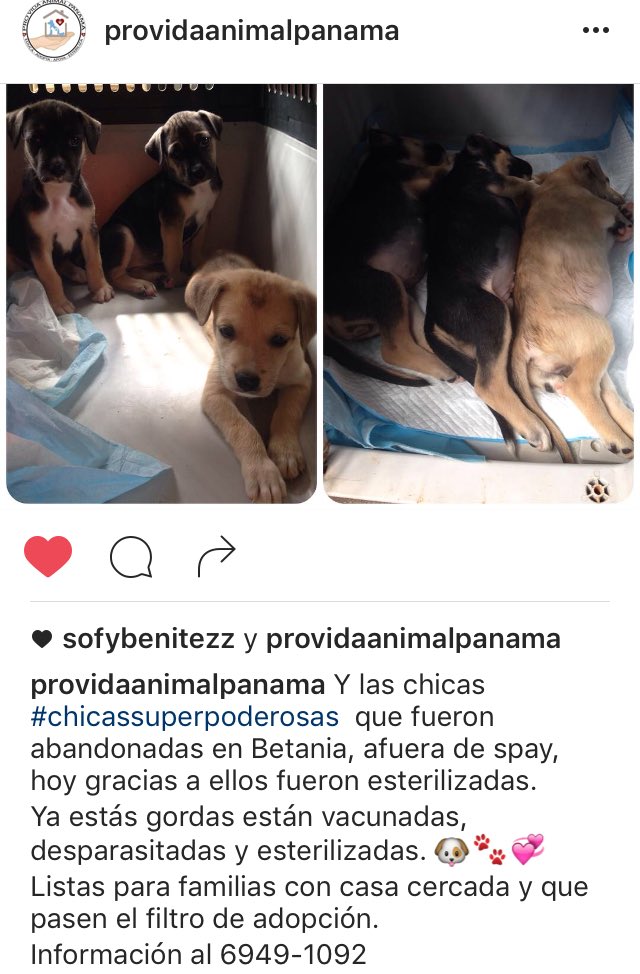 Listas para familias responsables por siempre! 🐶