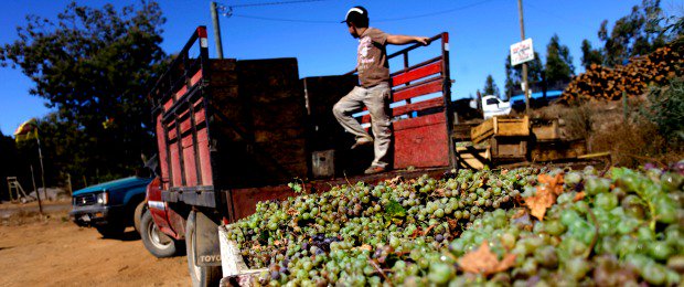 ¿Qué frutas chilenas comen en el extranjero? Conoce las más cotizadas de la temporada ow.ly/oxsD305EU9M