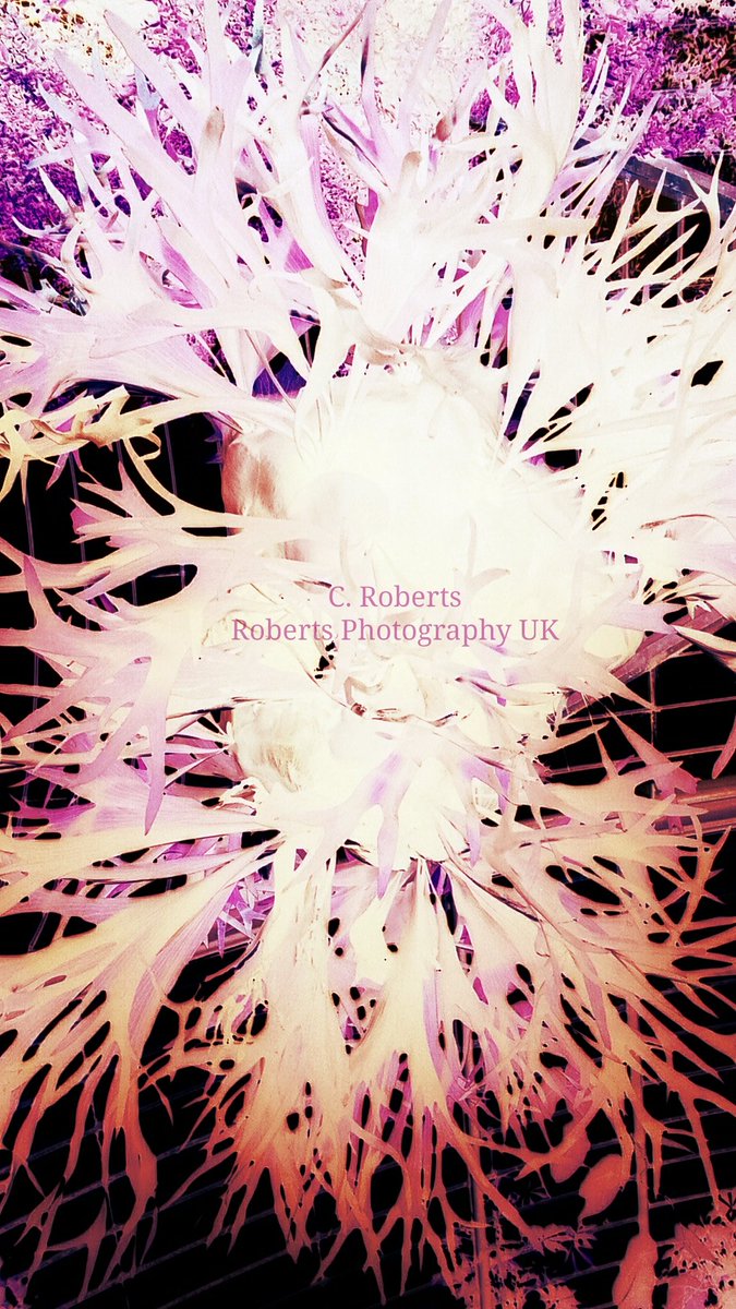 RobertsPhotogs's tweet photo. #PalmHouse #KewBotanicalGardens 
South West #London #UK   October 2016 https://t.co/yv9Jg2LZUg