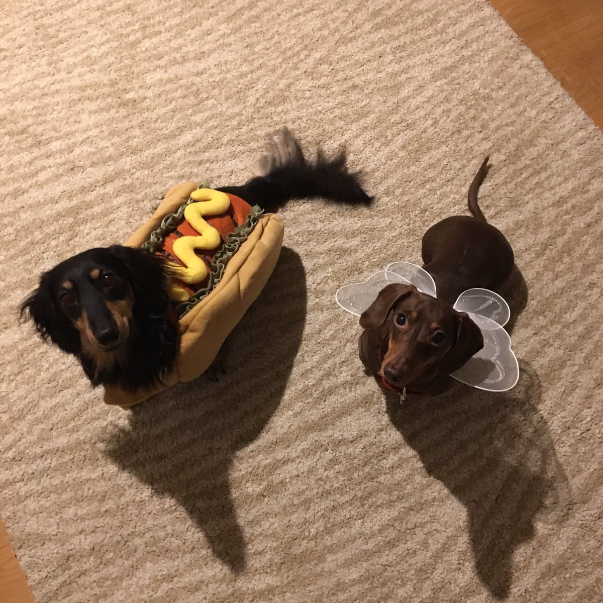 Bonus Halloween costumes! Hotdog &amp; a Fairy!