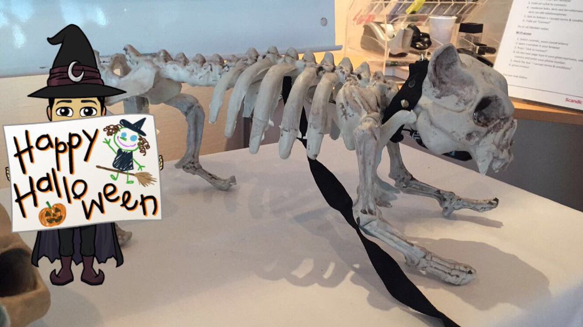 BoxerKiro's tweet image. Happy Halloween!
@Inditheboxerdog @boxertactical @drobakhundeklubb @raumahundeklubb @minipethundehotell @dogscolor #kristiansand #krsby #dog