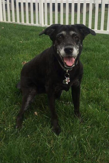 russ_gruelle's tweet photo. Lost a friend today. This old girl wasn't ours but we liked her a great deal. Rest easy Pudd-Pudd. #QueenofFetch #LetHerIn! https://t.co/jybw9MH2NN