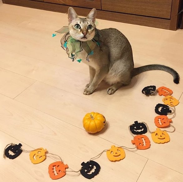 MoggieMe's tweet image. Happy Halloween! Get the tastiest treats and play the funniest tricks! 
#moggieme #halloween #hellocat