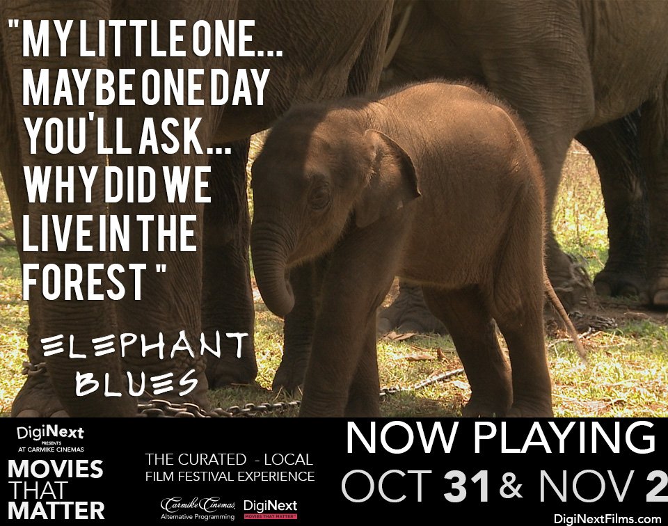 NehstStudios's tweet photo. "Elephant Blues" is in Carmike Cinemas today! Don't miss this pertinent film. Tickets on Fandango #diginextevents #carmikecinemas https://t.co/EKqhOTsnWQ