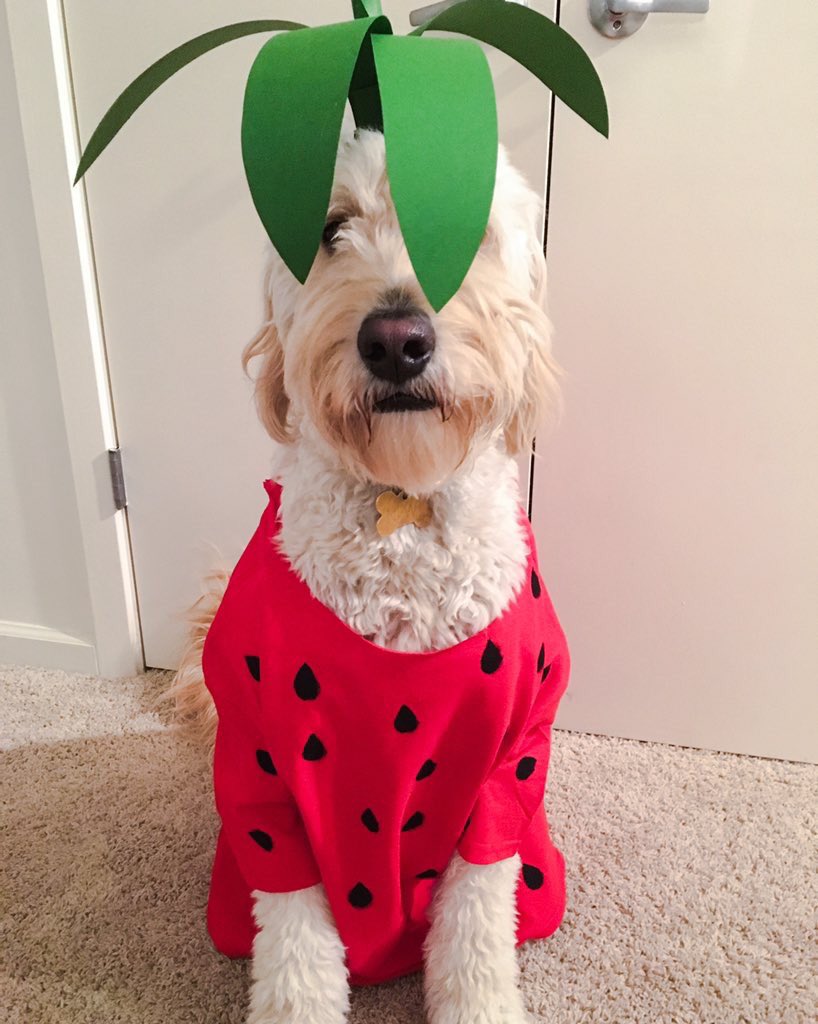 dog_rates's tweet image. This is Newt. He's a strawberry. 11/10
