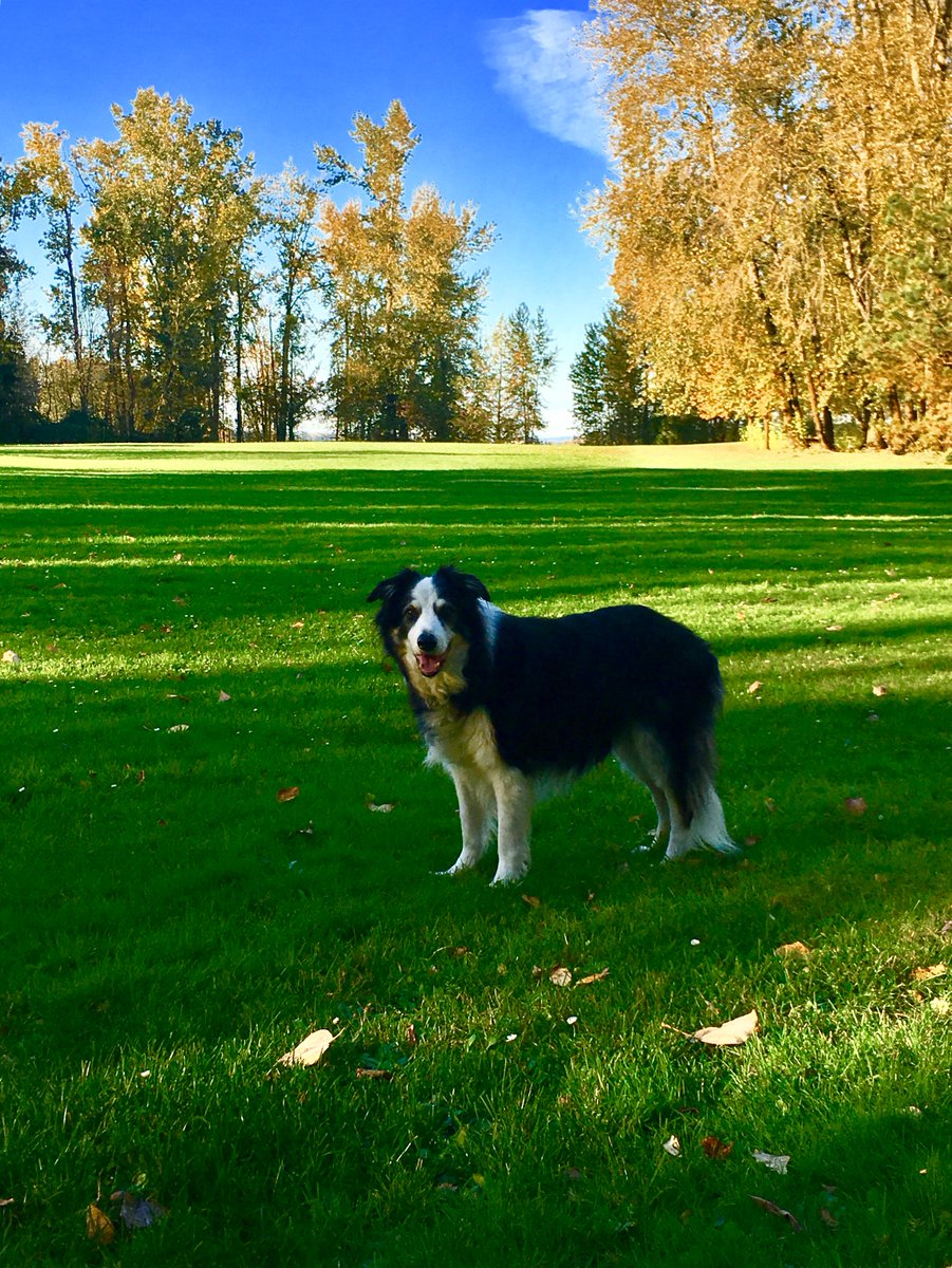Happy Halloween Rockers! Have a safe one and fear not, Cowboy has got his boom stick in paw and keeping the parks safe from Zombie Squirrels