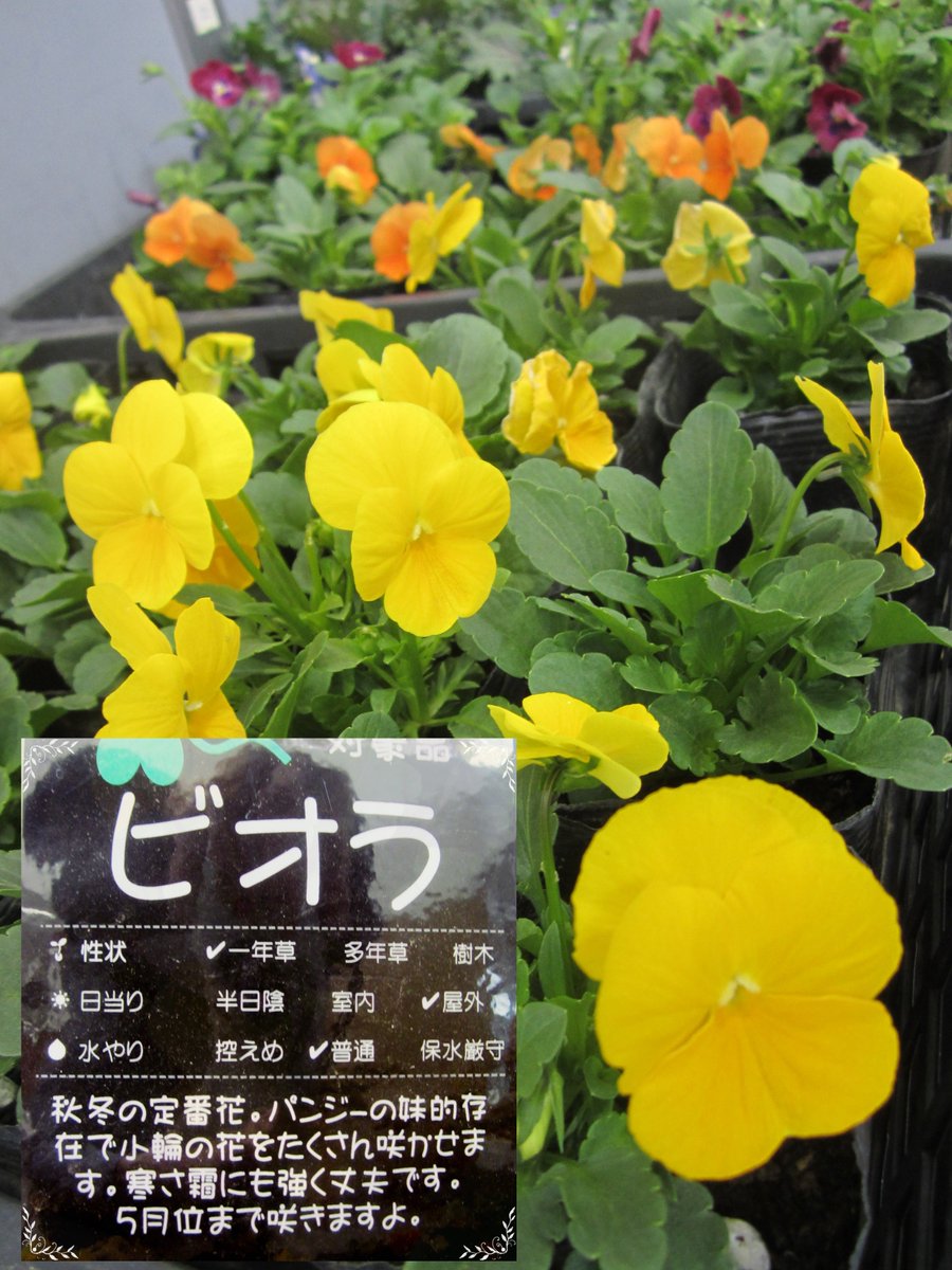 富士見市社会福祉協議会 Twitter પર 今週のお花販売 冷たい雨ですね ぱれっとの受付前には 入間東部むさしの作業所さんの園芸部の方たちが育てた花を販売しています ビオラ という小さい パンジーのような花がかわいいです 寒さにも強いようです