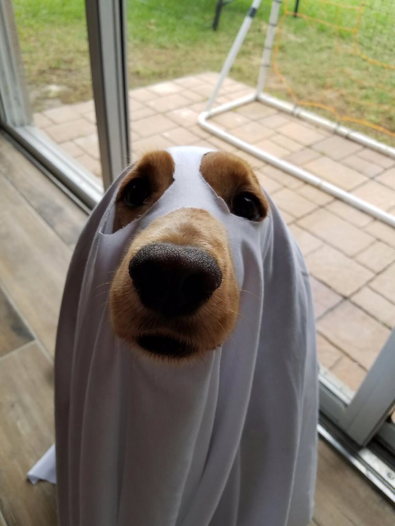 dog_rates's tweet photo. Oh h*ck look at this spookling right here. Fright level off the charts. 12/10 sufficiently spooked https://t.co/BNy9IIJMb0