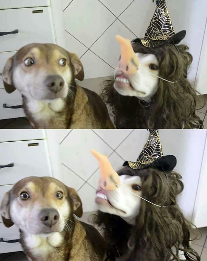 LasComanders's tweet image. Jajajaja