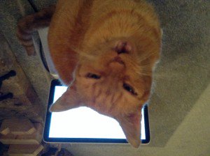 Toby is #missingcat from East Malling, ME19 6JG cataware.co.uk/missing-cat-bl… pls RT