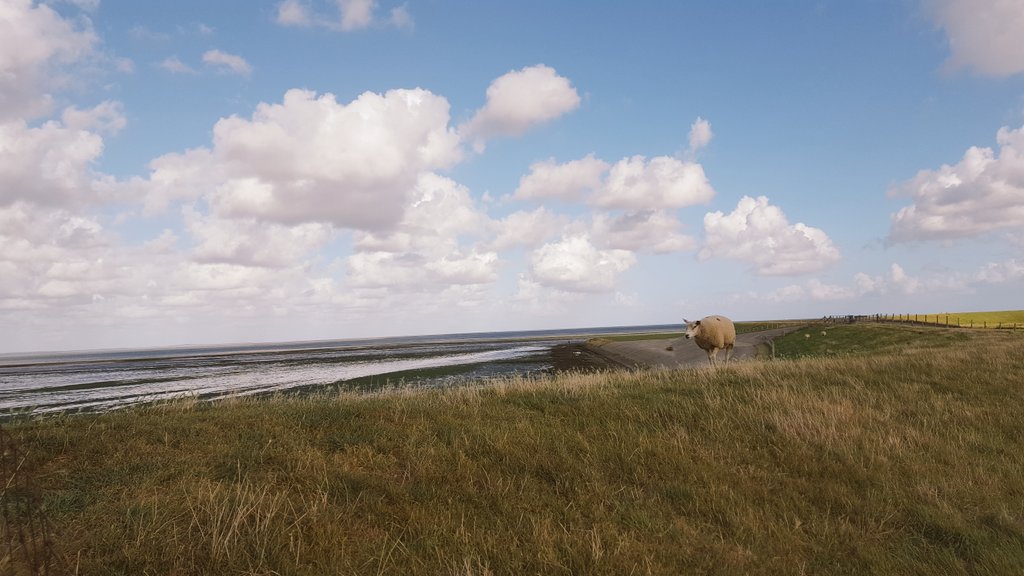 oestersenmeer's tweet photo. Vandaag overleg gehad met onze #Creatieve vriend @bezoetdebie over een nieuwe #Flyet #Oestertochten #TexelseWad #SamenwerkenOpTexel https://t.co/g3LF6hxvU7