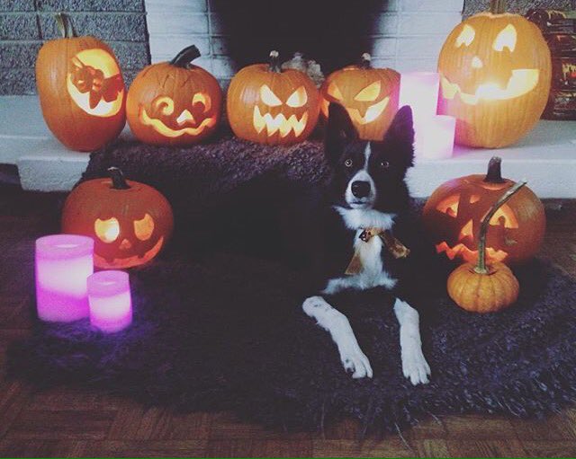 Happy Halloween frm BAILEY and the BLOODHOUNDS 🐾🎃 

*Show announcement on our Fb/IG pages* 

#BLOODHOUNDS <a href="/AliveRecords/">el</a>