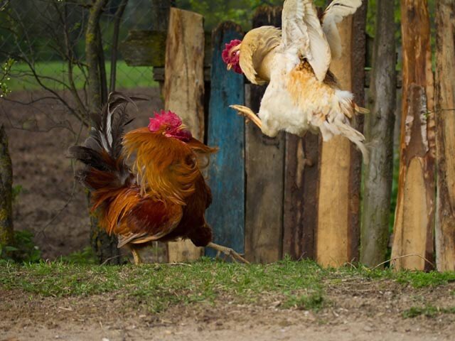 Scontro tra le nominate Valeria e Mariana #GFvip