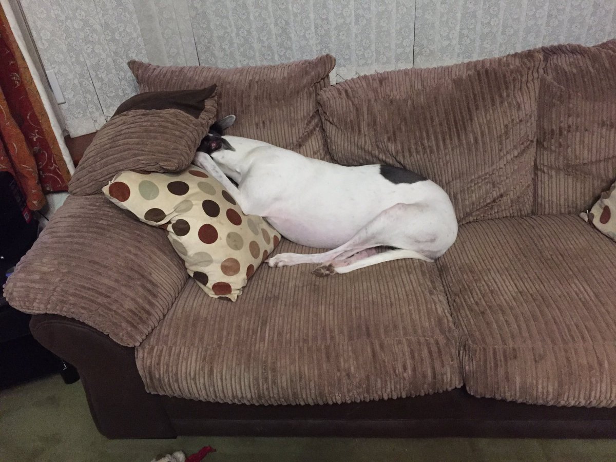 HollyGreyhound's tweet photo. Can somebody switch the light off please https://t.co/YnYxvJ8NGA