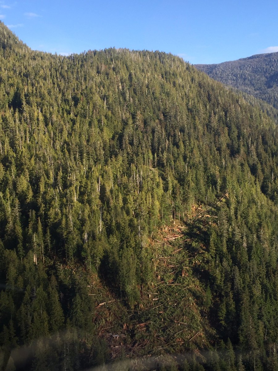 SibolaMtFalling's tweet photo. Aerial shot of the Cousins Inlet Heli Project #bcfallers #westcoastlogging https://t.co/B8RmxQJi6m