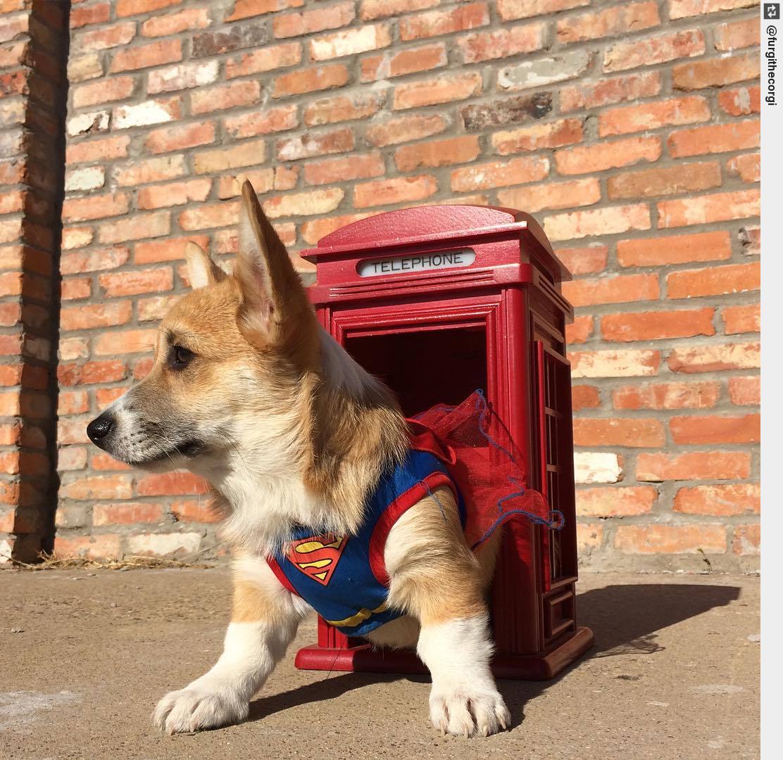 IngloriousDogs's tweet photo. Halloween: the one day of year I don't have to hide my super identity #happyhalloween #charlithecorgi #supercorg #puppylove https://t.co/g7sBCi3kvh