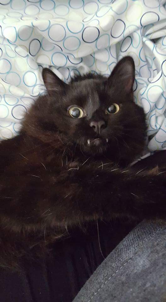 nanciepants68's tweet photo. Happy Halloween from my boy Cino.  @mattnathanson #showmeyourfangs @Gorgonzola44 @KristineKimmel https://t.co/AUVm8zOfIz