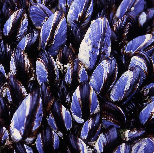 Mussels in SF Bay found to contain liver-damaging toxin. sfist.com/2016/10/31/mus…